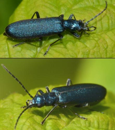Réf. 112 848 : Ischnomera sp.