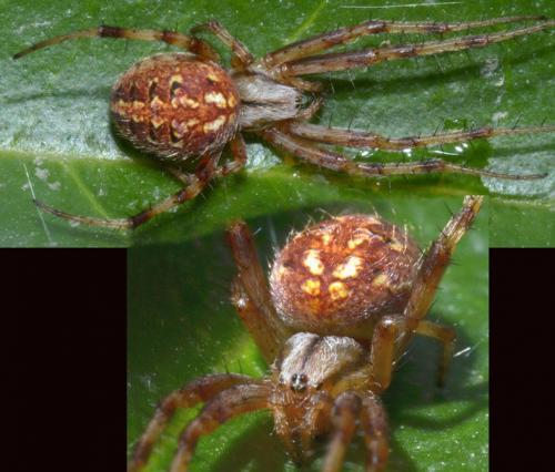 Neoscona byzanthina
