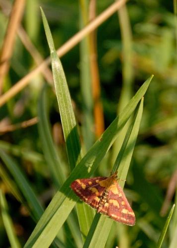 Réf. 112 100 : Pyrausta purpuralis