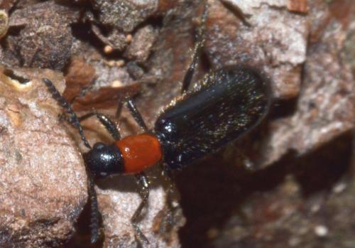 Tillus elongatus