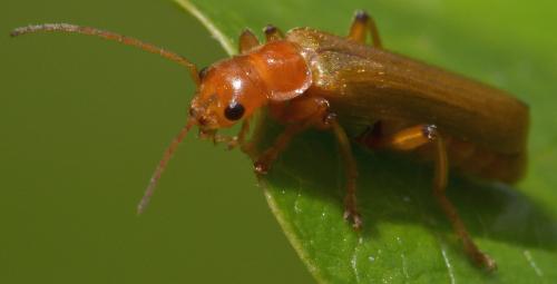 Réf. 112 996 : Cantharis sp.