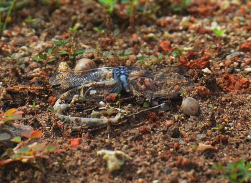 Réf. 112 758 : Diplacodes trivialis