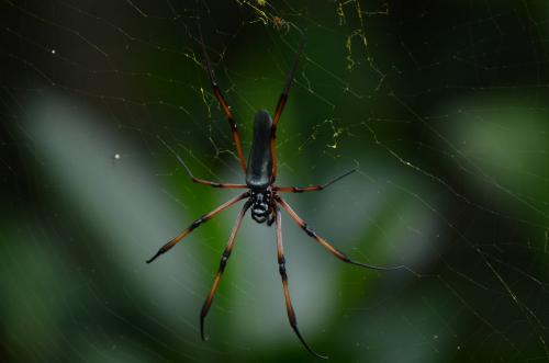 Trichonephila inaurata