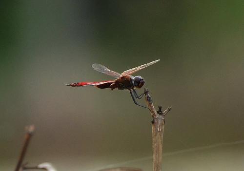 Tramea limbata