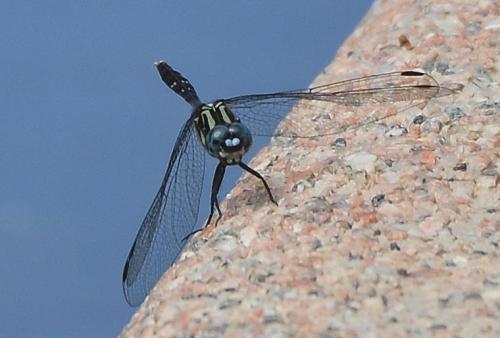 Orthetrum stemmale