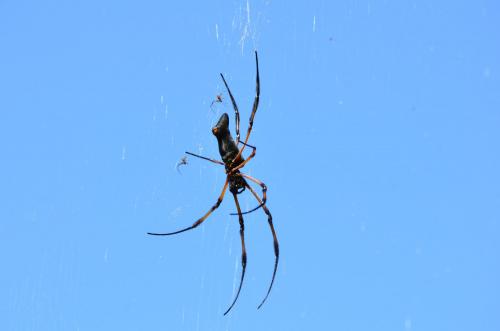Trichonephila inaurata