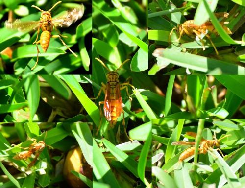 Réf. 112 140 : Polistes olivaceus