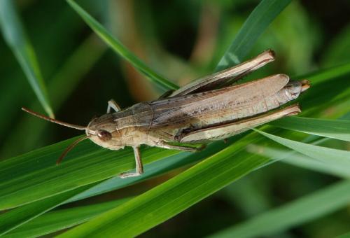 Réf. 112 500 : Chorthippus dorsatus dorsatus