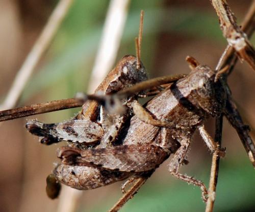 Pezotettix giornae