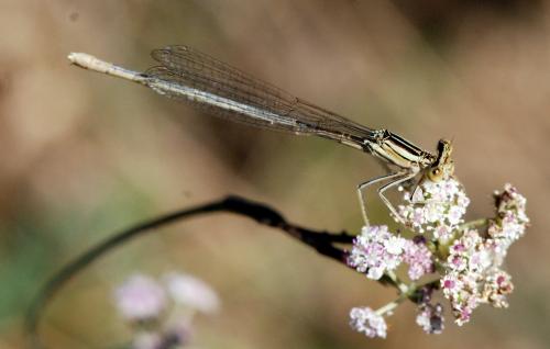Réf. 112 071 : Platycnemis latipes