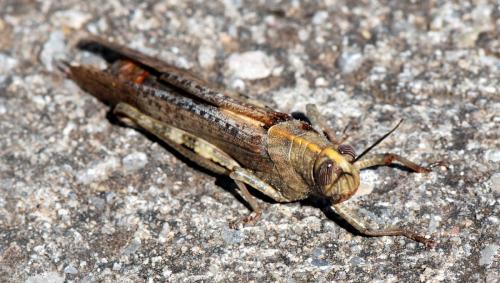 Réf. 112 908 : Anacridium aegyptium