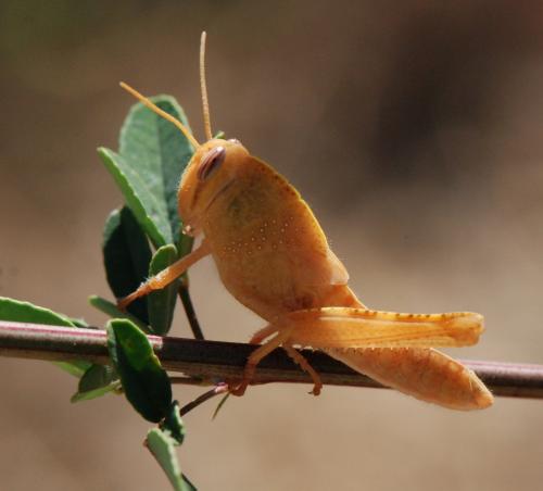 Réf. 112 863 : Anacridium aegyptium