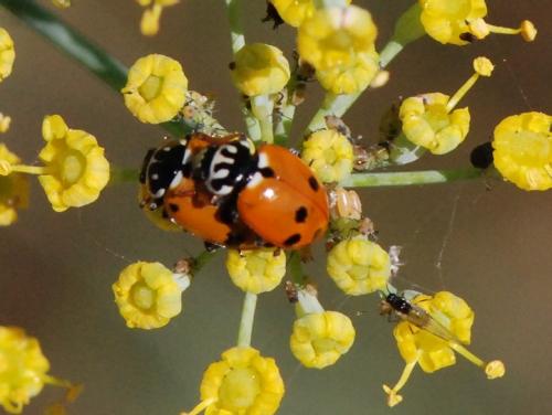 Hippodamia variegata