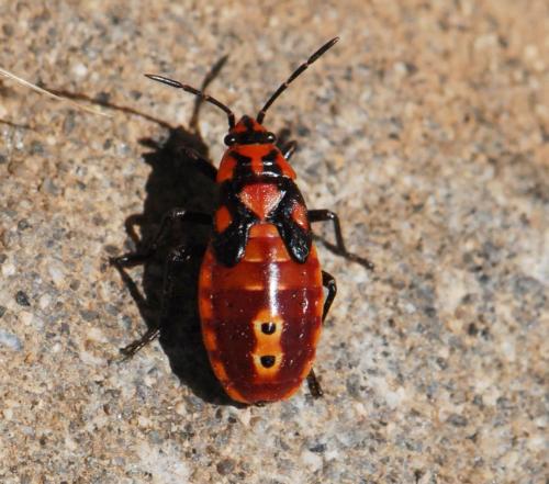 Réf. 112 050 : Spilostethus pandurus