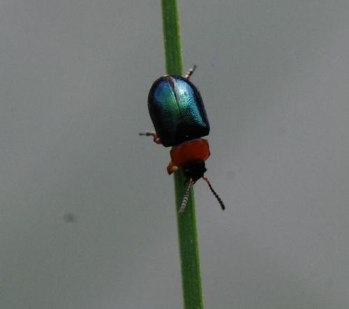 Réf. 112 066 : Gastrophysa polygoni