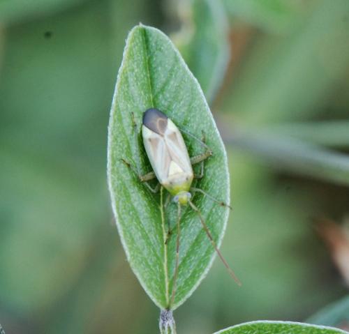 Réf. 112 103 : Adelphocoris sp.