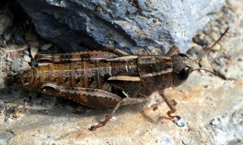 Paracaloptenus bolivari