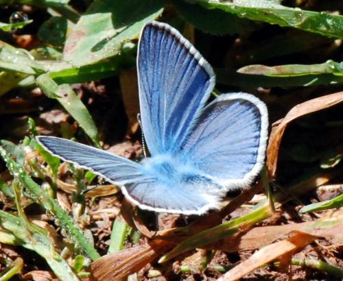Réf. 112 816 : Polyommatus dorylas