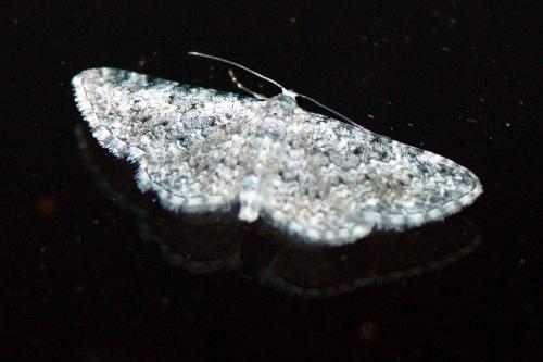 Réf. 112 381 : Eupithecia semigraphata