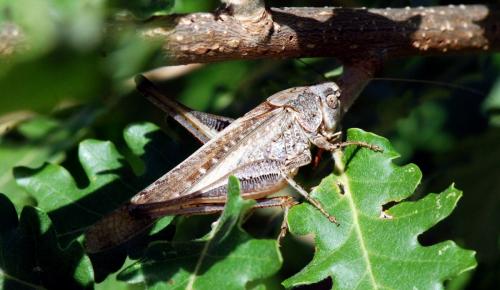 Réf. 112 431 : Platycleis sp.