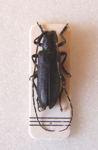 Réf. 112 896 : Agapanthia irrorata