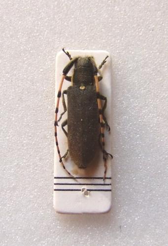 Agapanthia annularis