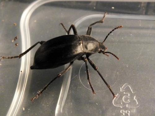 Blaps mucronata