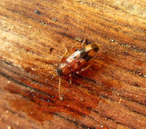 Hypulus bifasciatus