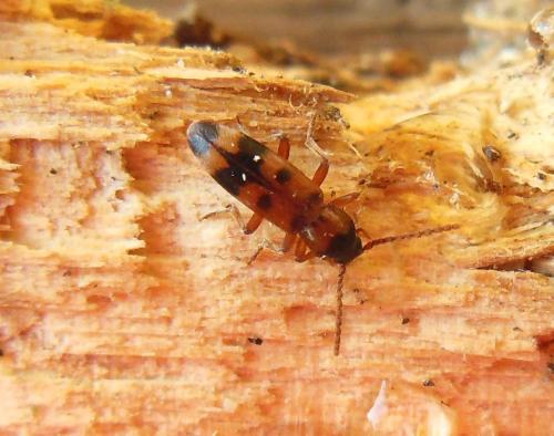 Hypulus bifasciatus
