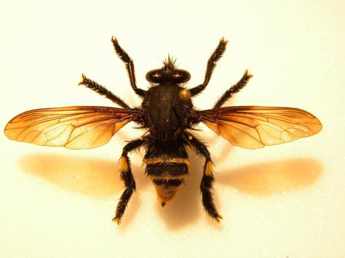 Mallophora sp.