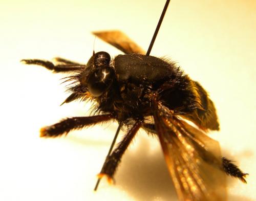 Mallophora sp.
