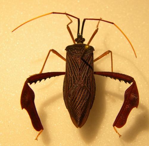 Réf. 112 375 : Acanthocephala sp.
