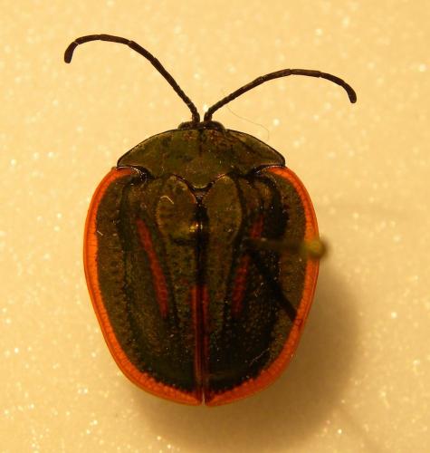 Cyclosoma palliata