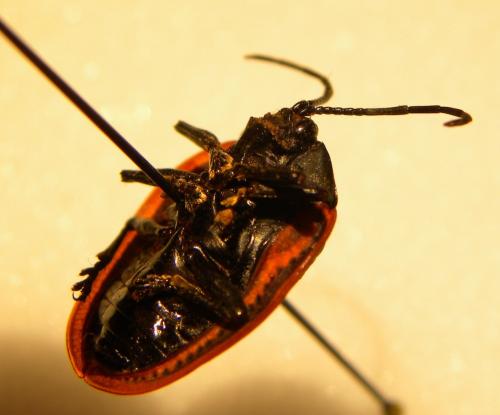 Cyclosoma palliata