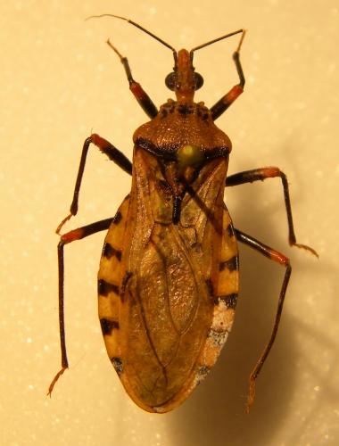 Panstrongylus geniculatus