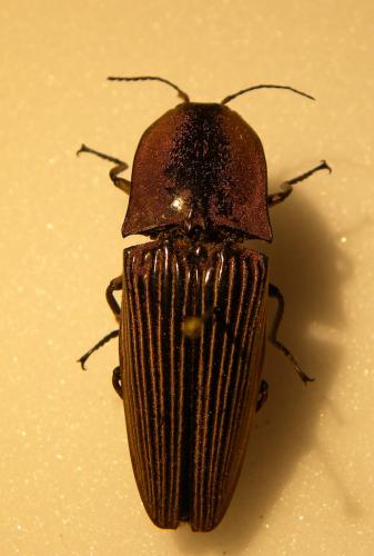 Chalcolepidius porcatus