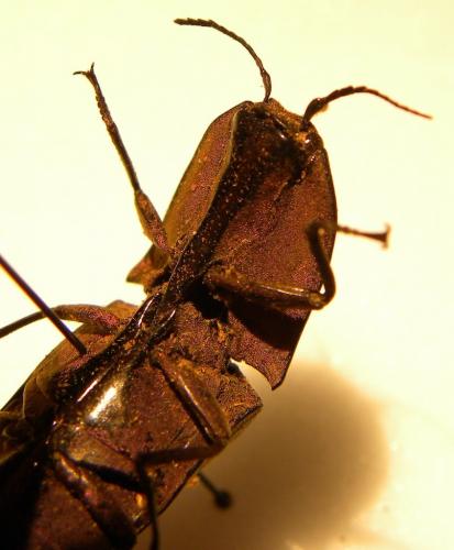 Chalcolepidius porcatus