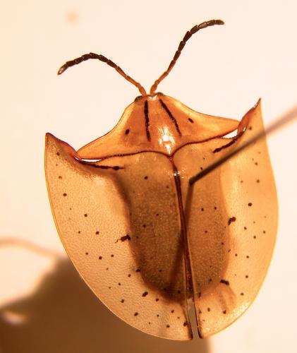 Acromis sparsa