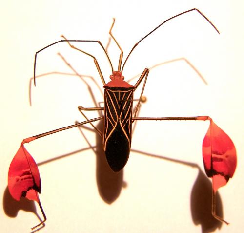 Anisoscelis flavolineatus