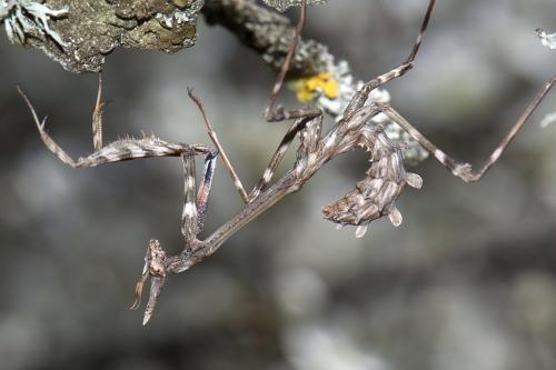 Réf. 112 890 : Empusa pennata