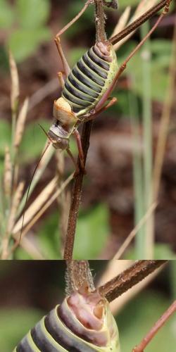 Ephippiger diurnus diurnus