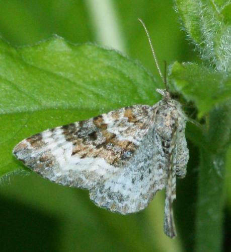 Epirrhoe alternata