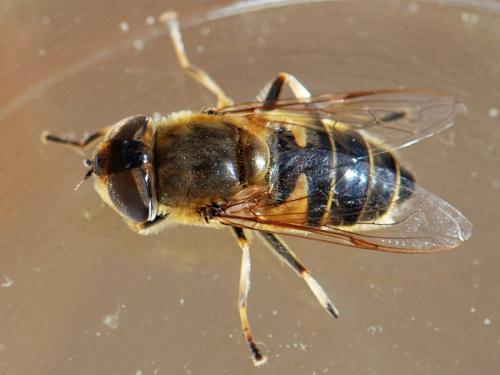 Réf. 112 131 : Eristalis similis