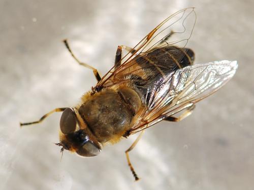 Réf. 112 169 : Eristalis similis