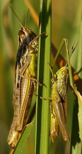 Euchorthippus declivus