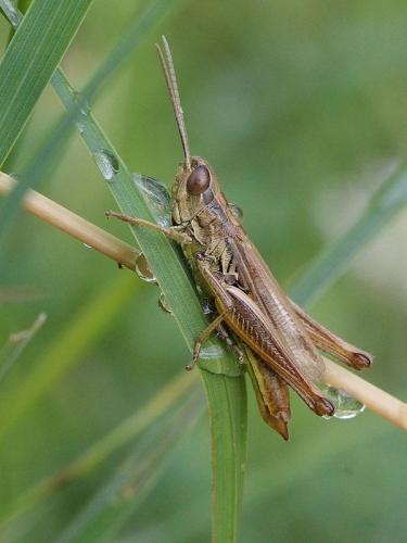 Euchorthippus declivus