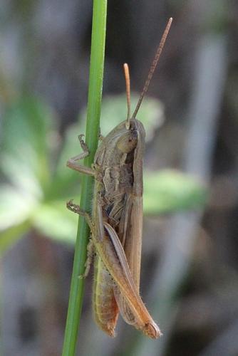 Réf. 112 905 : Euchorthippus elegantulus
