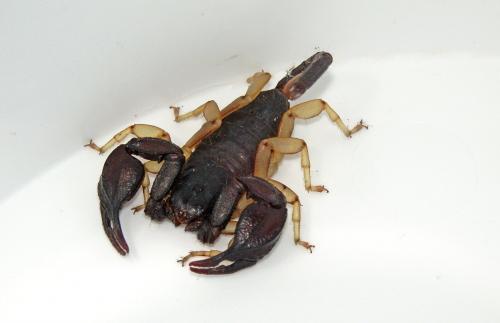 Euscorpius sp.