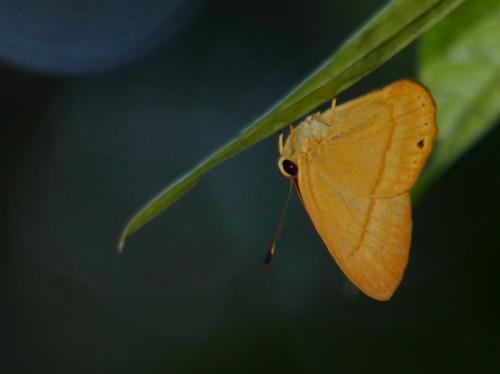 Euselasia gelanor
