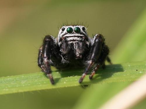 Evarcha arcuata